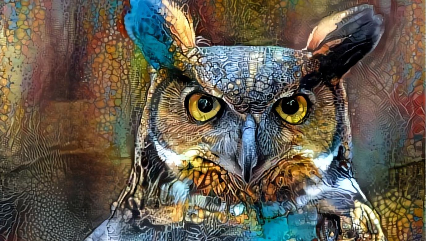 Barn Owl Beauty-07-A